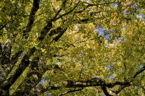西吾妻山の黄葉と木漏れ日