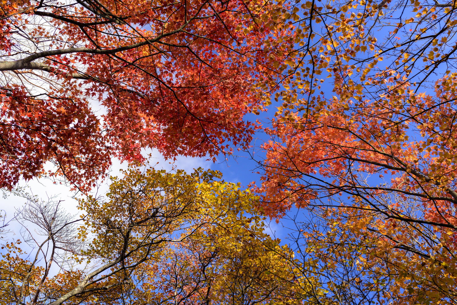 天城山の山奥で青空をバックに赤く色づいた紅葉のもみじ