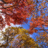 天城山の山奥で撮影した紅葉ともみじの青空コントラストの写真
