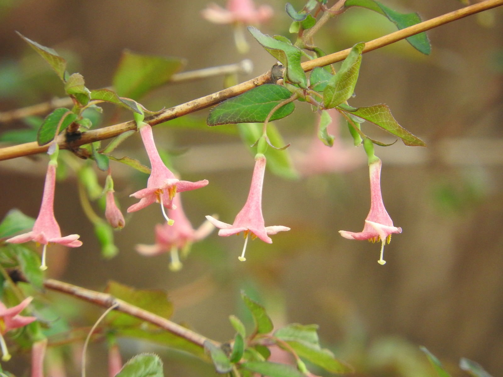 ウグイスカグラのピンクの花が枝から垂れている