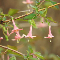 春に淡いピンク色の花を咲かせるウグイスカグラの写真