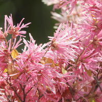 満開に咲くアカバナトキワマンサク（ピンク）の写真