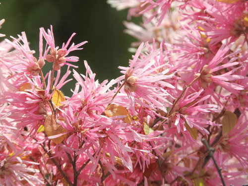 満開に咲くアカバナトキワマンサク（ピンク）