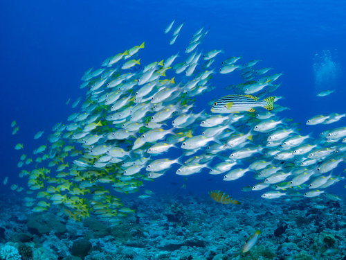 群れを間違えた一人ぼっちのムスジコショウダイ