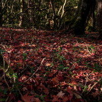 天城山の秋、紅葉の絨毯、落ち葉が積もる山道の風景の写真