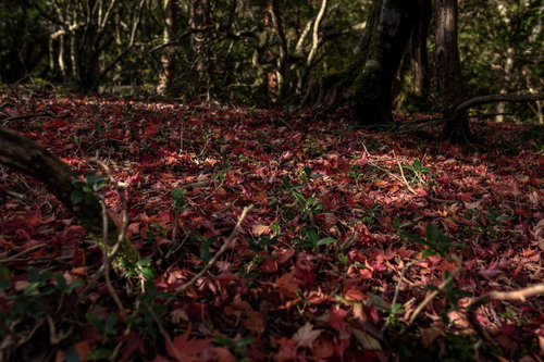 天城山の秋、紅葉の絨毯、落ち葉が積もる山道の風景