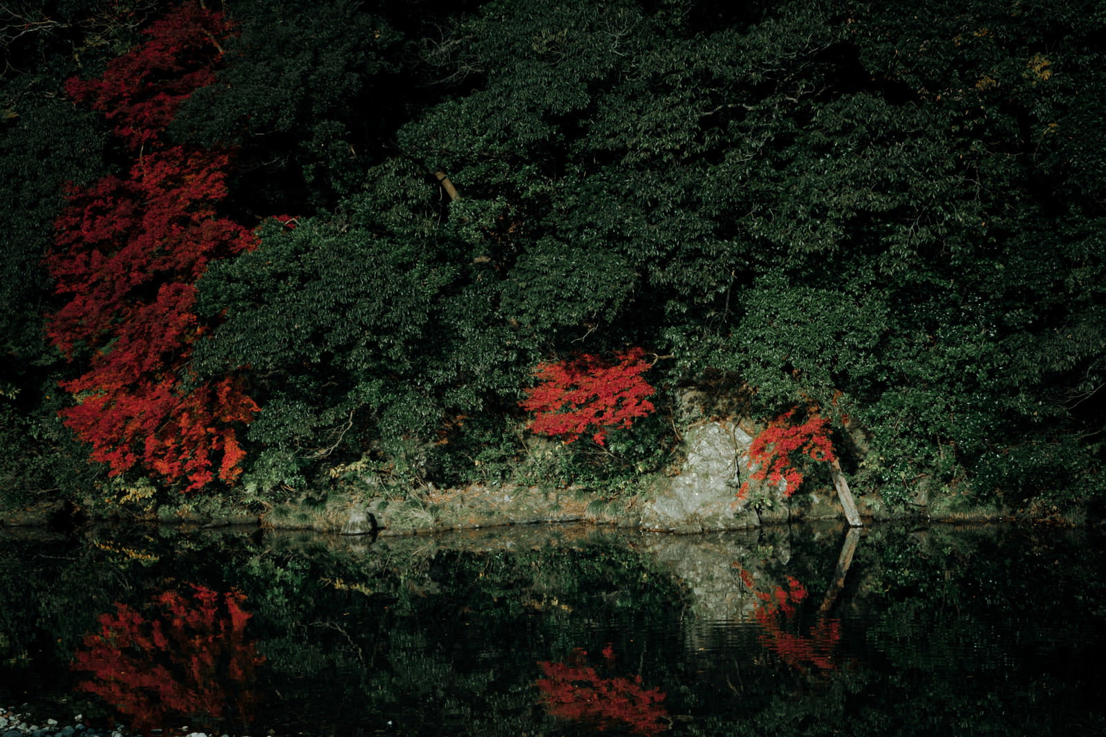 川沿いに立つ緑の木々と鮮やかな赤い紅葉が水面に映り込む秋の風景