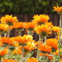 オレンジ色に開花したキンセンカの花畑と緑の葉の写真
