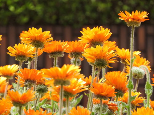 オレンジ色に開花したキンセンカの花畑と緑の葉