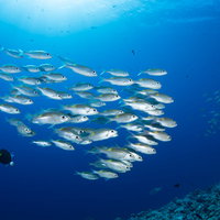 青い海中の中層を泳ぐノコギリダイの群れの写真