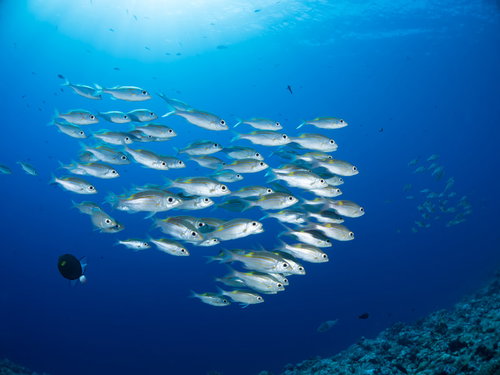 青い海中の中層を泳ぐノコギリダイの群れ