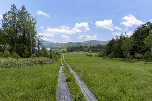 尾瀬ヶ原の木道と湿原風景