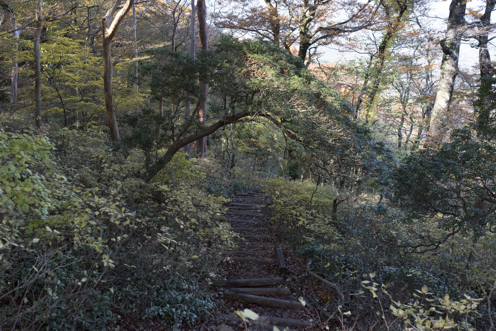 天城山の丸太階段が続く登山道