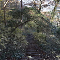 緑が生い茂る天城山の登山道の写真