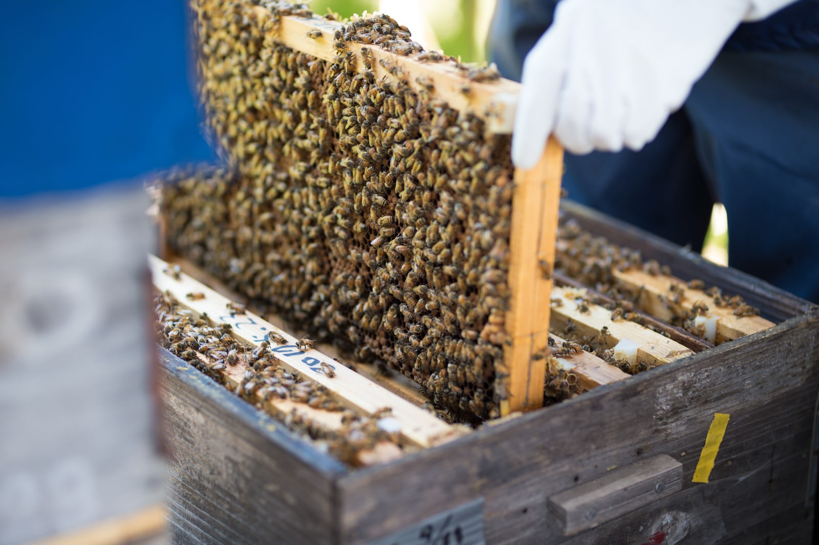 木製の巣箱から巣板を取り出して蜜蜂の状態をチェックする養蜂作業の様子
