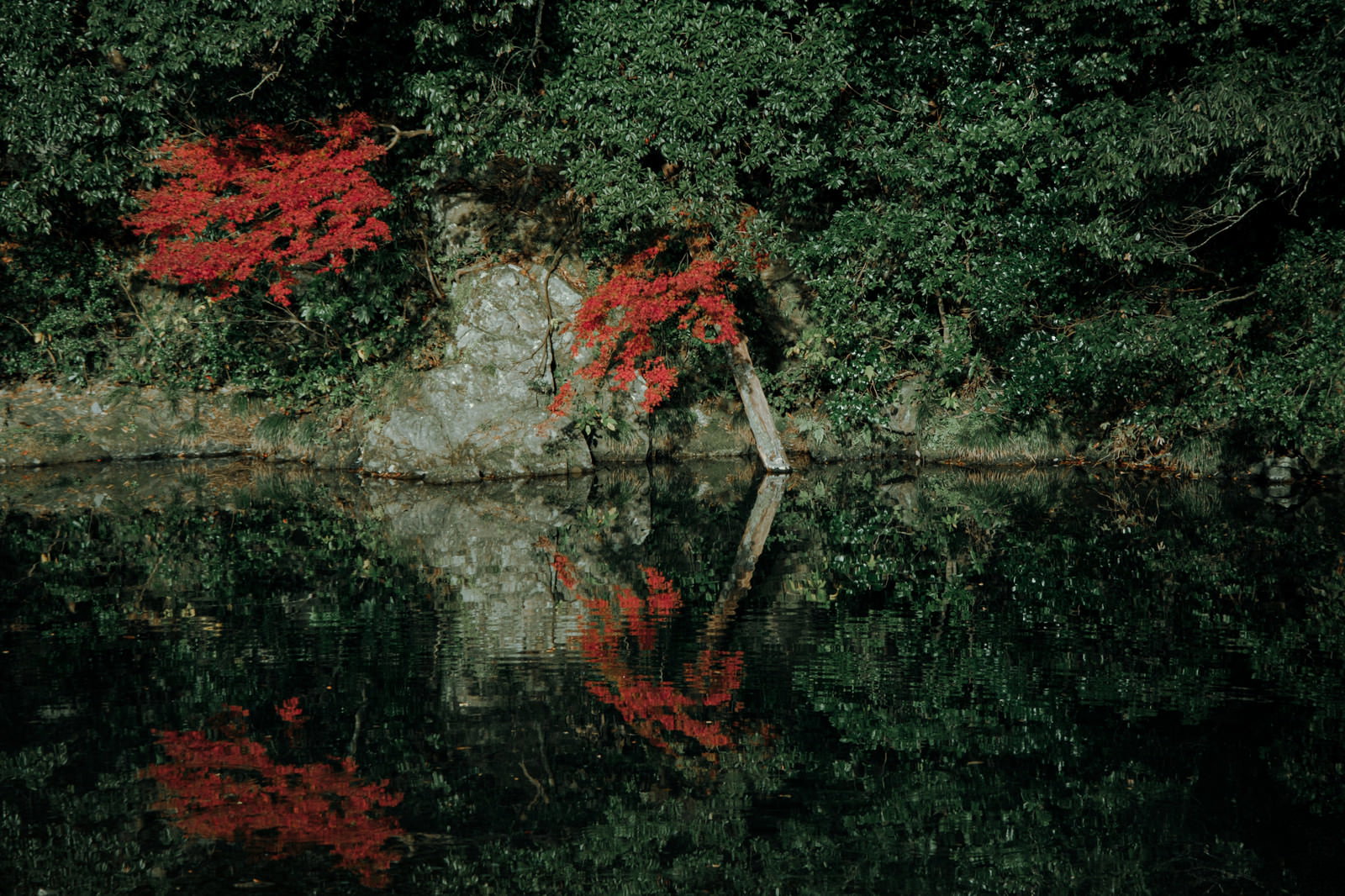 川端の緑の木々と紅葉が水面に映り込み、波紋が広がる自然風景