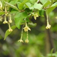 グミの花が咲く春の新緑。黄緑色の小さな花が下向きに開花する様子の写真