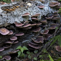 西吾妻山麓の朽木に群生するツキヨタケの生態の写真