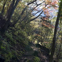 色鮮やかな木々と光差す天城山の登山道、樹海の山道の写真