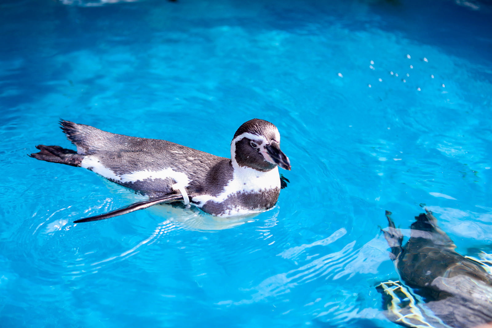青い水族館のプールで泳いでいるペンギンの様子