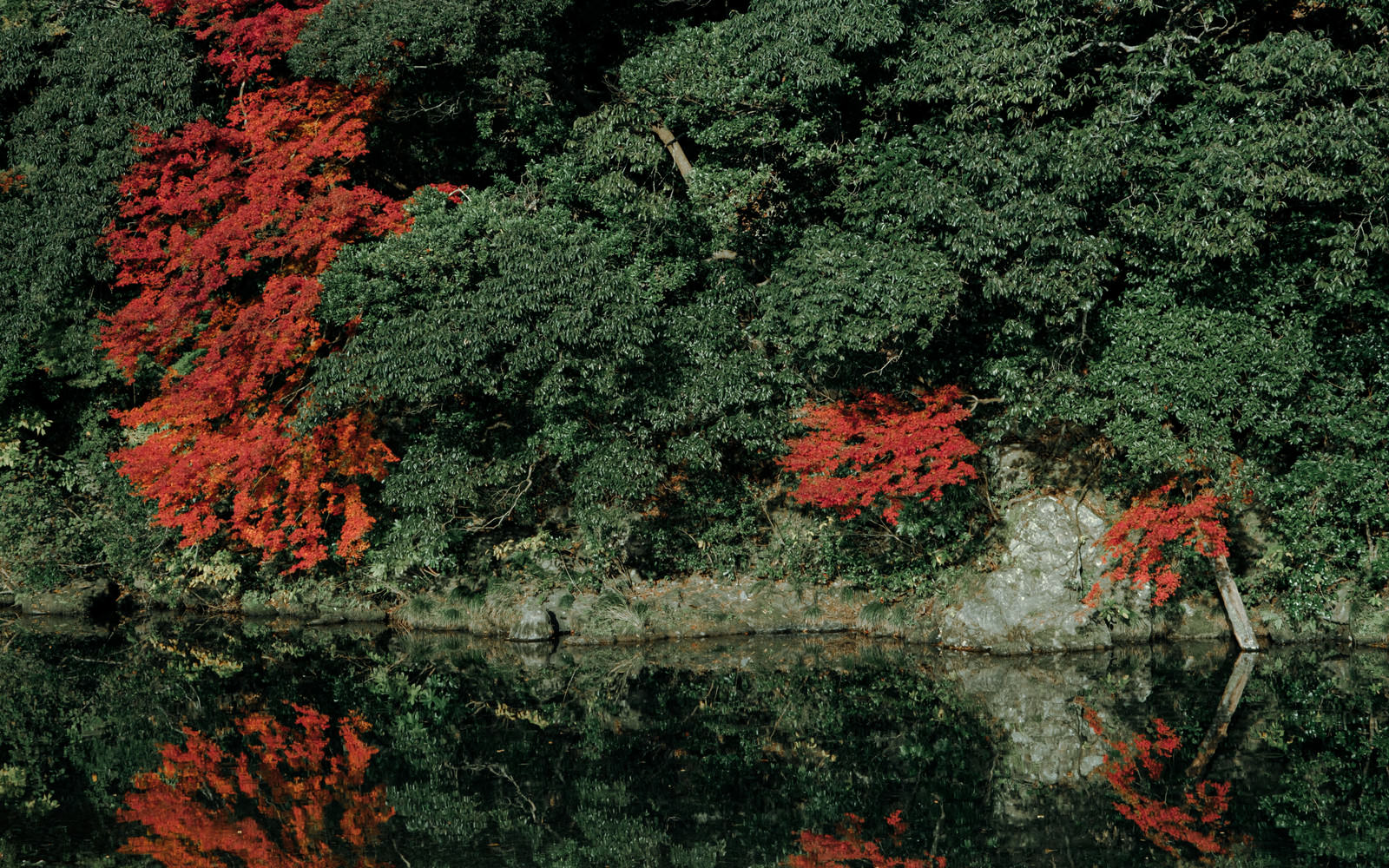川沿いに生える緑の木々と赤く紅葉したもみじが水面に映る秋の風景