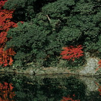 川沿いの木々と水面に映る紅葉したもみじの秋風景の写真
