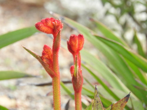 赤く咲くカンガルーポー（アニゴザントス）