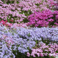 ピンクと紫に染まるシバザクラの花畑の写真