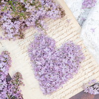 手紙の上に散らしたハートのライラック、白い便箋に映える淡紫色の生花の写真