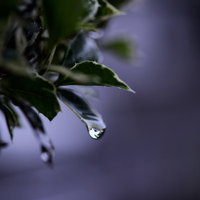 緑の葉の先端にこぼれ落ちそうな水滴が光に輝く朝露の写真