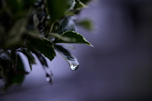 緑の葉の先端にこぼれ落ちそうな水滴が光に輝く朝露