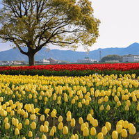 中ノ島のシンボル大きなクスノキとチューリップフェアの写真