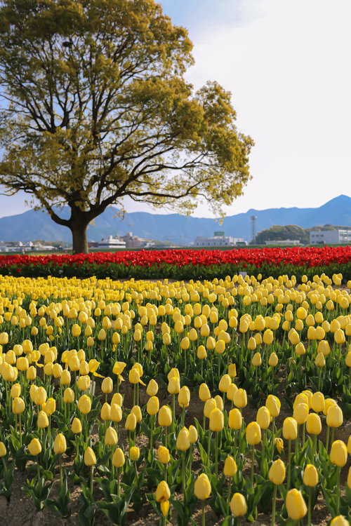 中ノ島のシンボル大きなクスノキとチューリップフェア