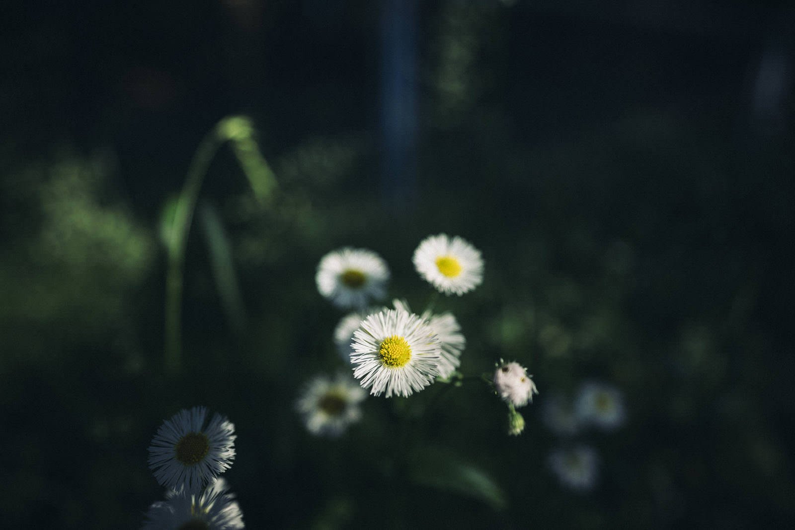 白と黄色のハルジオンの花が咲く、背景ぼけの草花の写真