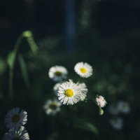 ピンぼけの背景に浮かぶハルジオンの白い花と黄色い花芯の写真