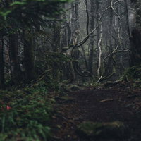 ガスの奥に浮かぶ灌木と苔むした塩見岳の登山道の写真