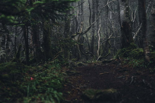 ガスの奥に浮かぶ灌木と苔むした塩見岳の登山道