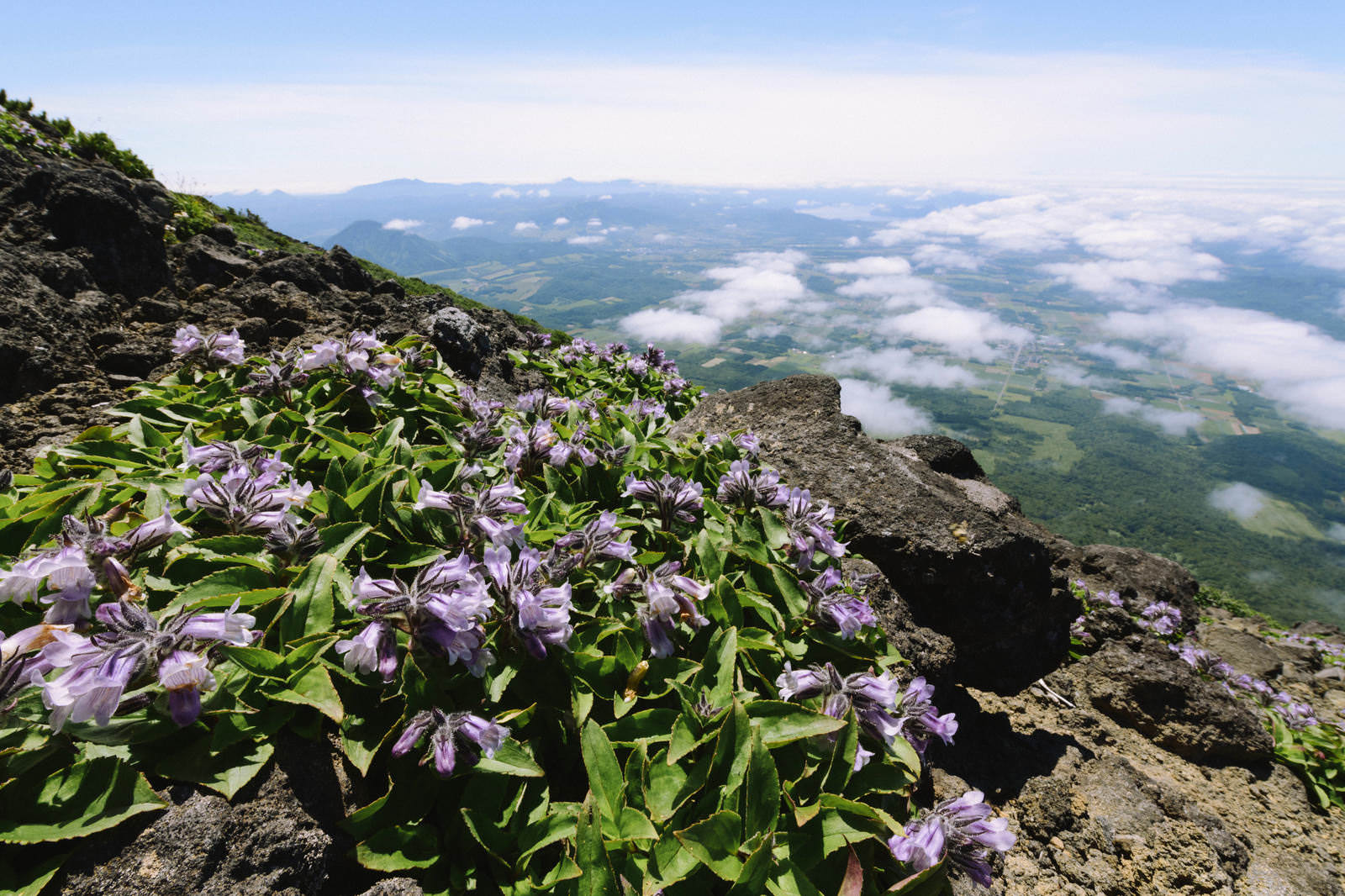 後志羊蹄山の崖に咲く紫色のイワブクロと、雲がかかった下の景色
