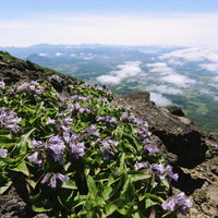イワブクロが咲く後志羊蹄山からの眺望と高山植物の景色の写真