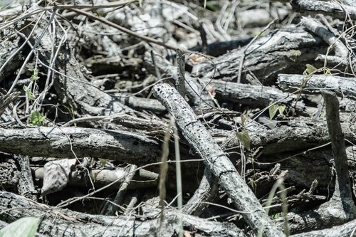 朽ちた倒木と枝が重なる複雑なテクスチャー