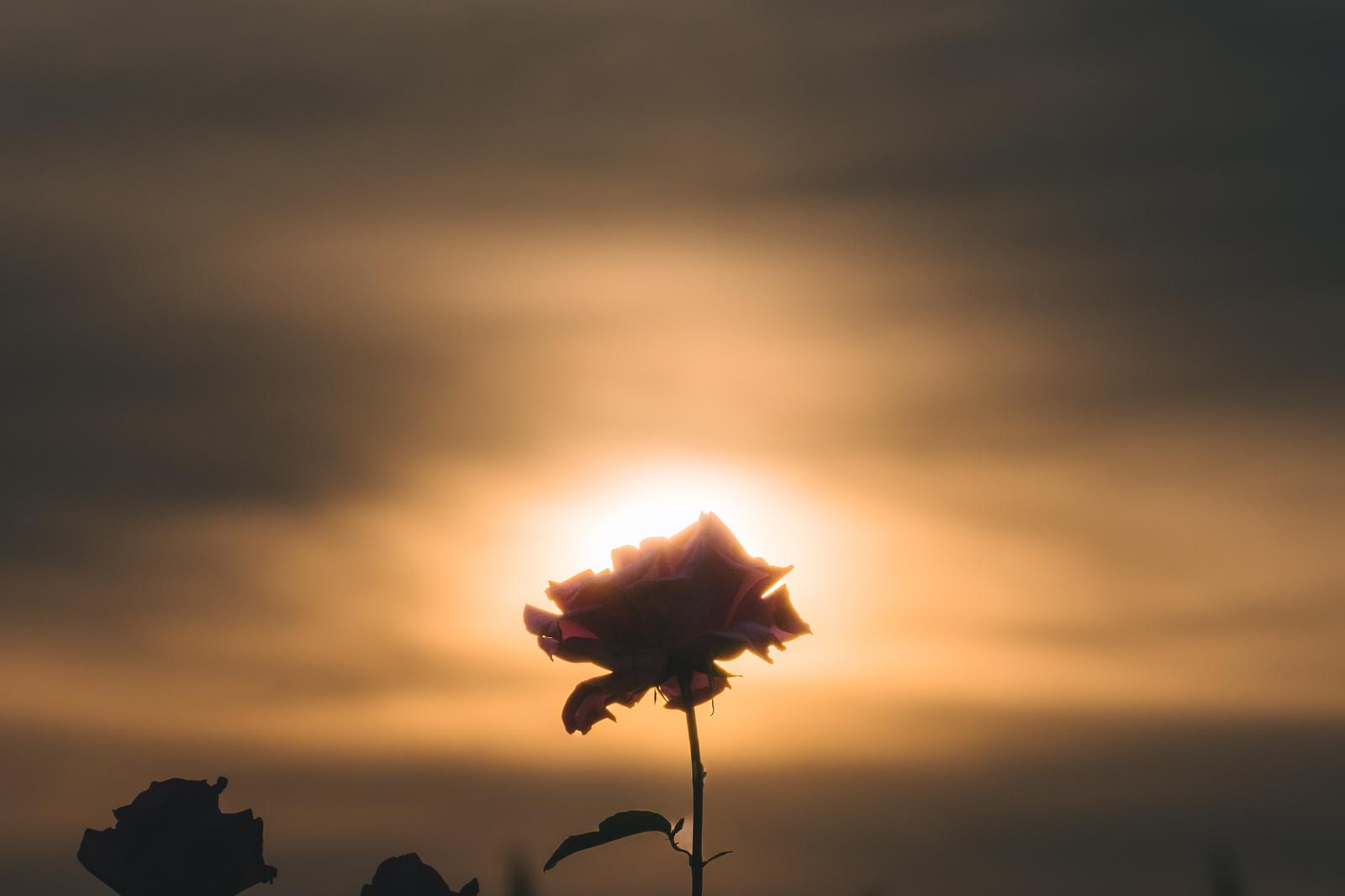 夕焼けを背景に逆光で撮影した薔薇のシルエット
