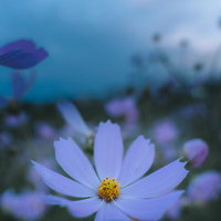 薄明かりで咲くコスモスの花 秋桜が群生する花畑の写真