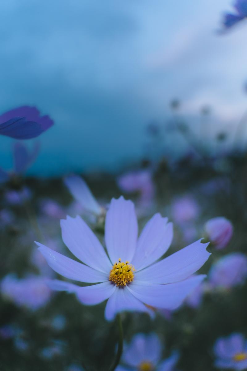 薄明かりの中で紫白色の花弁が放射状に咲くコスモスと、背景にぼけた複数の花が群生している状態