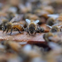 巣箱の上をウロウロするミツバチたち、働き蜂の日常的な活動風景の写真