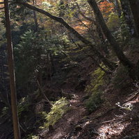 秋の天城山登山道で落葉と紅葉に彩られた山道の写真
