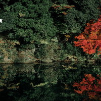 一部が赤く紅葉した木々と水鏡に映る川風景の写真