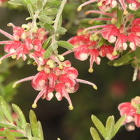 赤い花が密集して咲くグレビレア、常緑低木の庭木の写真