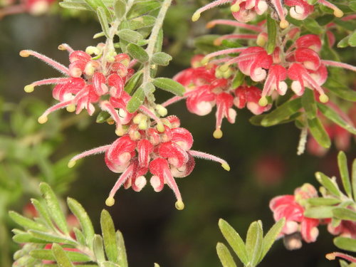 赤い花が密集して咲くグレビレア、常緑低木の庭木