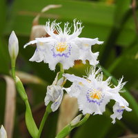 白い花びらに薄紫の模様が入るシャガの開花の写真