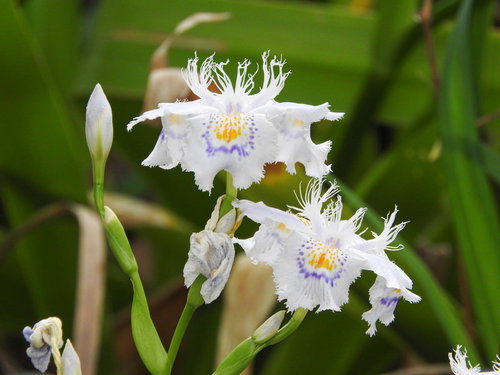 白い花びらに薄紫の模様が入るシャガの開花